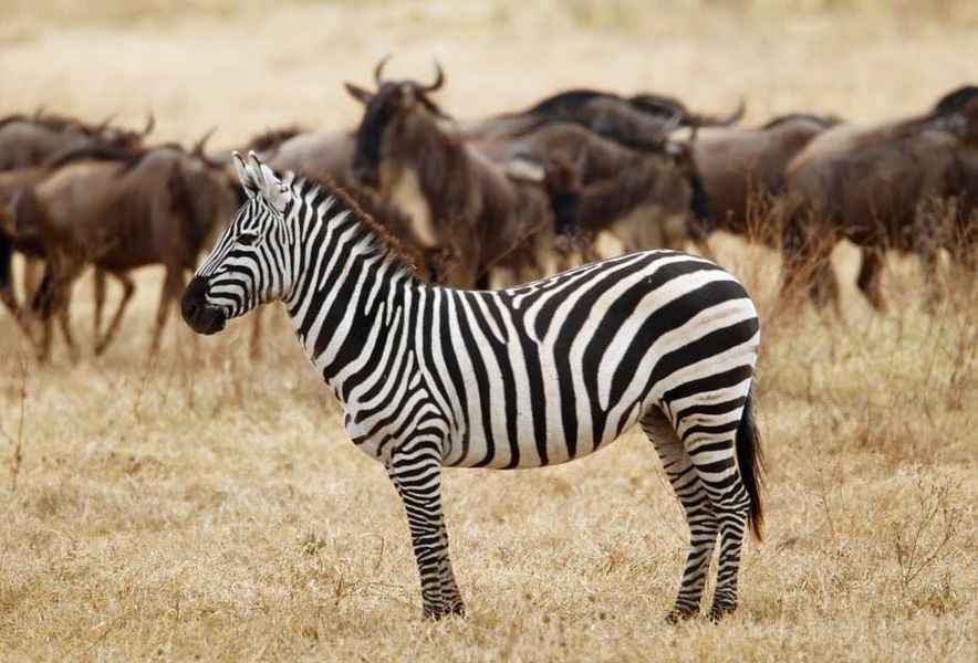 
11-Day Serengeti and Zanzibar Safari