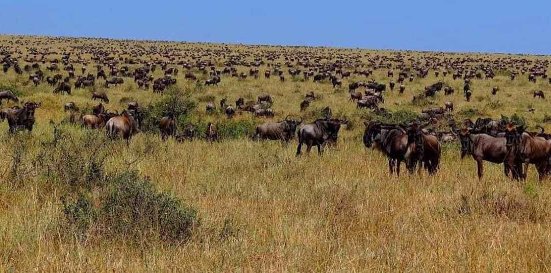 
9-Day Migration Footsteps Safari - River Crossing