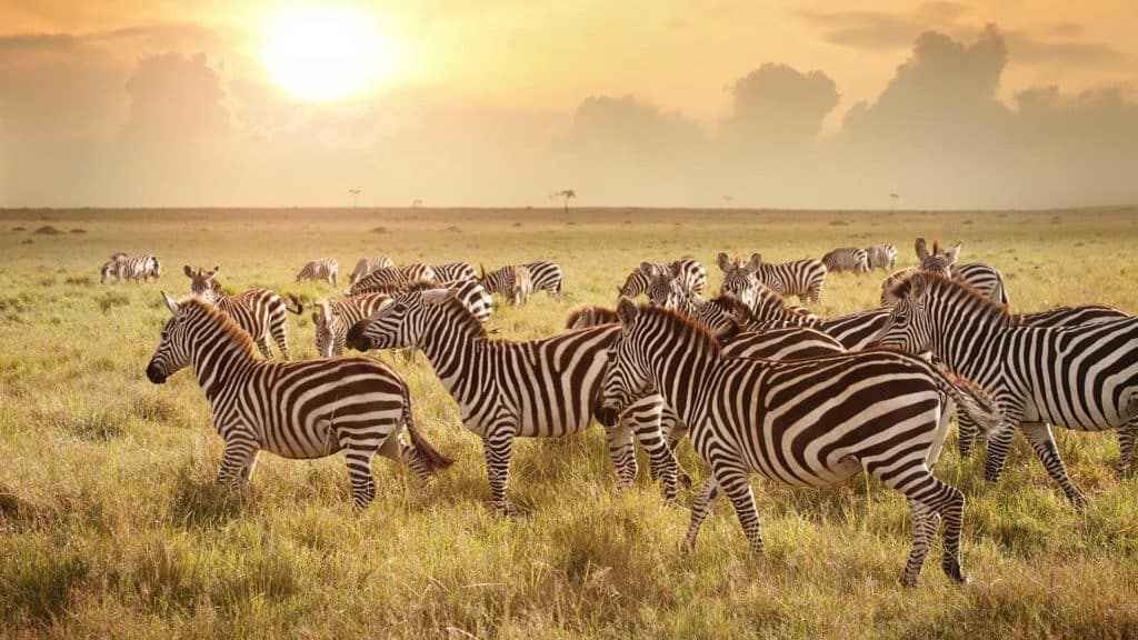 
10-Day Stone Town & Zanzibar Sand & Selous Safari