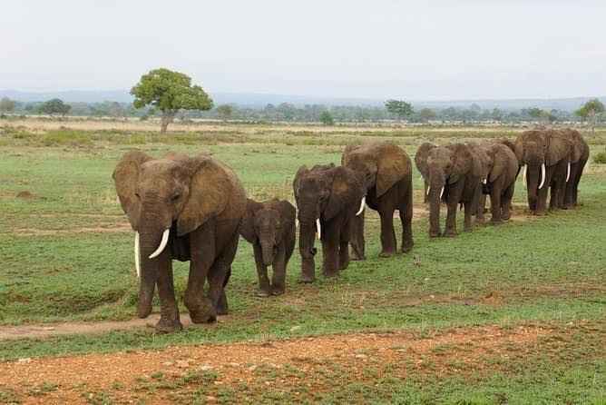 
10-Day Great Wildebeest Migration Across the Mara River