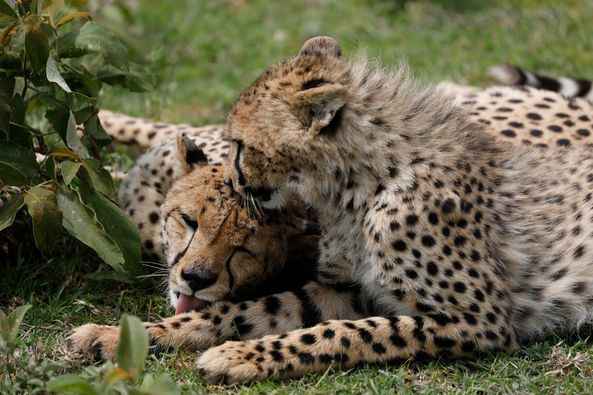 
11-Day Mid Luxury - Beach Holiday and Safari in Tanzania