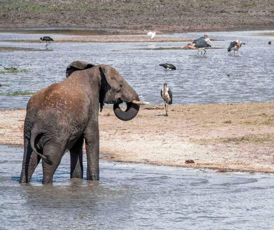 
6-Day Mid Range Safari Masai Mara/Lake Nakuru/Amboseli