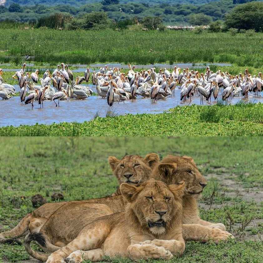 
5-Day Serengeti Safari - Luxury