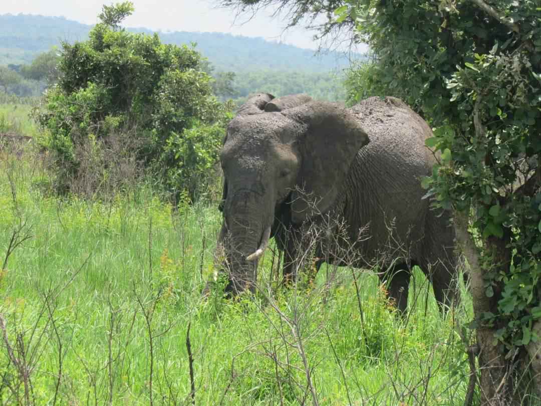 
3-Day Comfort Lodge Fly-in from Zanzibar Wildlife Safari