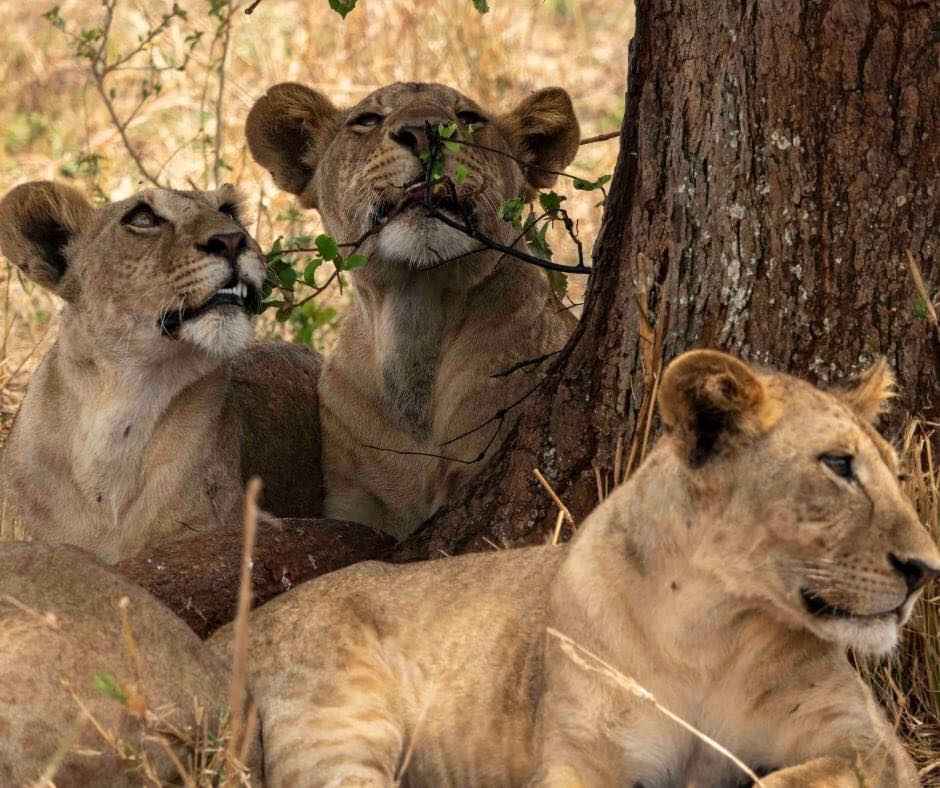 
3-Day Brief Safari Expedition in Tanzania