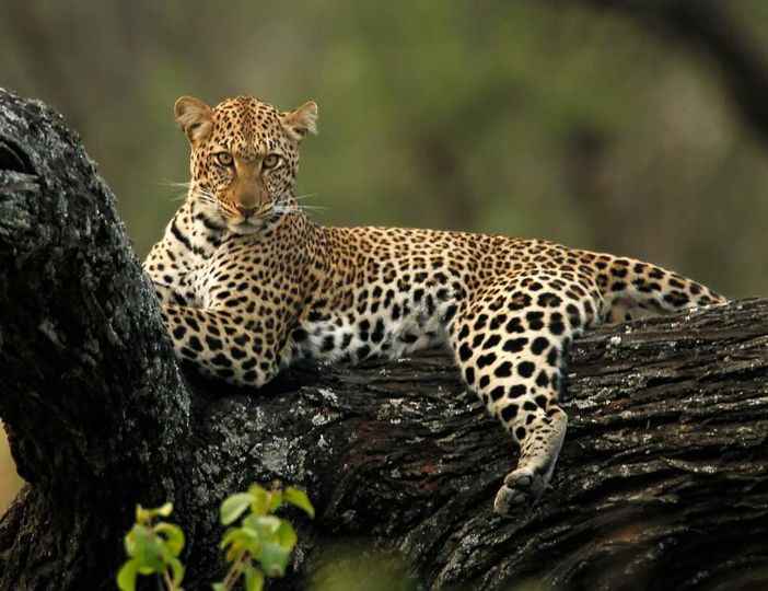 
7-Day Experience Big Five Safari in Tanzania