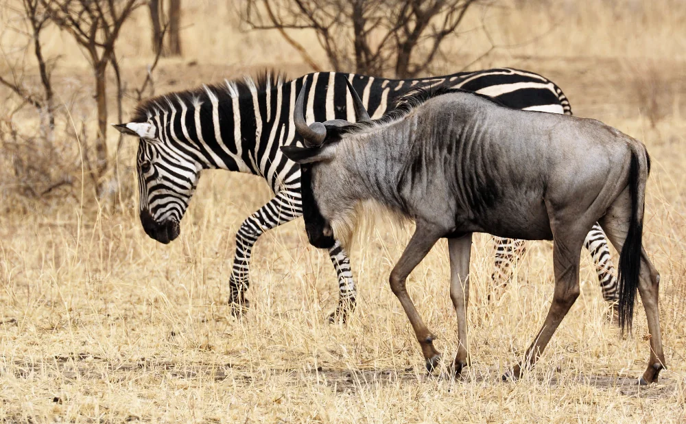 
How Zebras and  Wildebeests Coexist Together