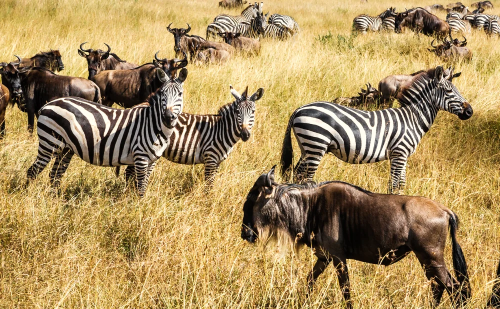 
Predators and Prey: Zebra and Wildebeest Dynamics