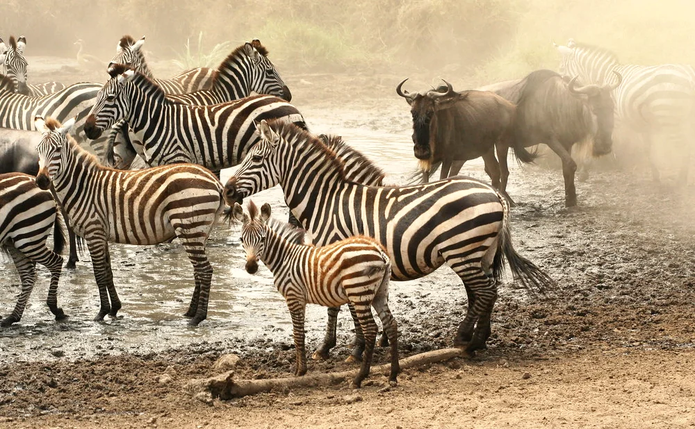 
The Migration  Pattern of the Wildebeest and Zebras