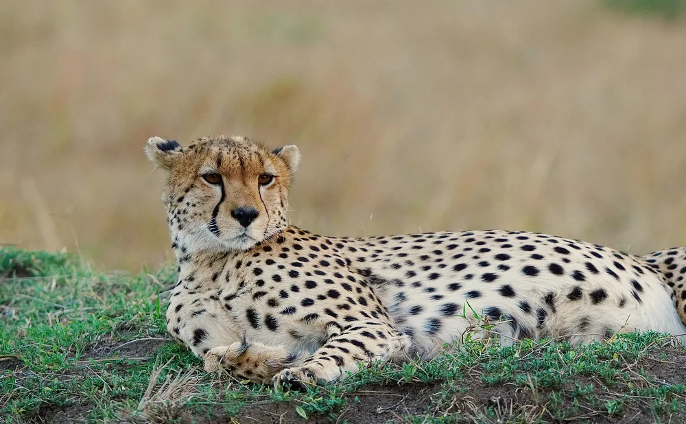 
The Beauty of Northern Serengeti