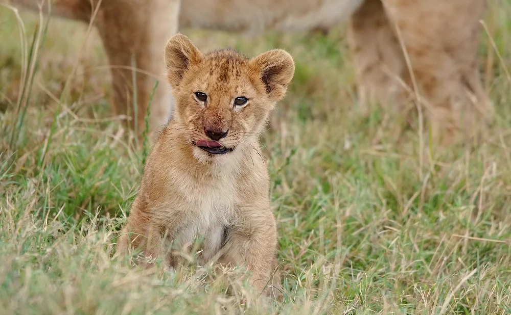 
Northern Circuit Tanzania Safari: Exploring Tanzania’s Premier Wildlife Destinations