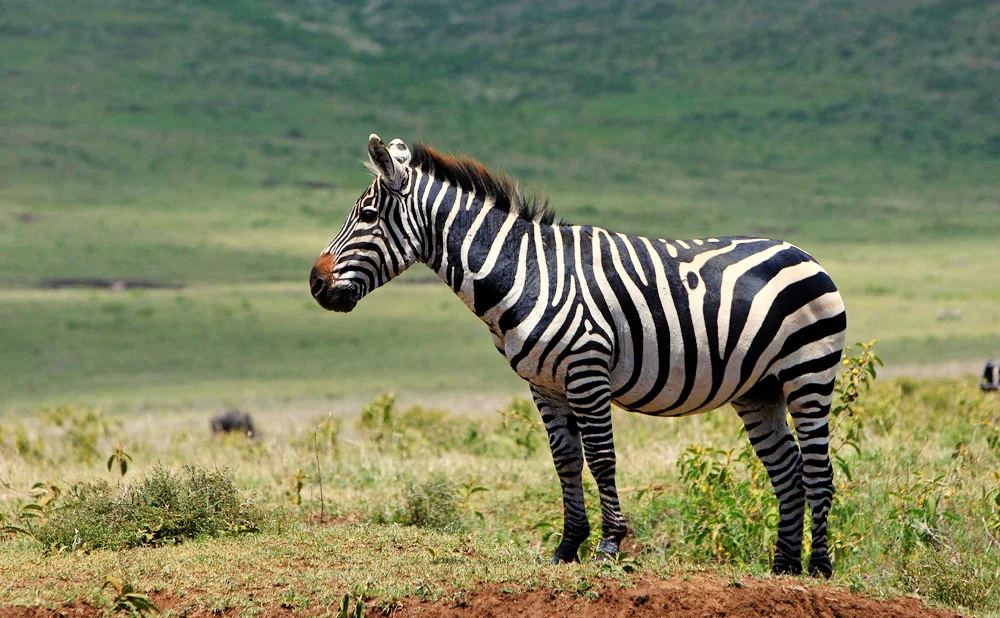 
3-Day Tarangire, Ngorongoro & Manyara Impressive Safari