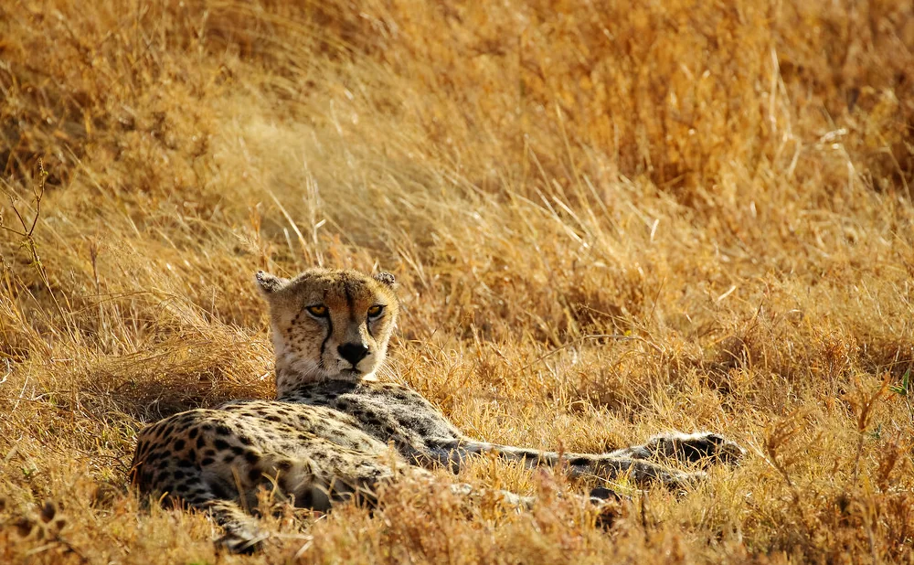 
3-Day  blooming in Serengeti and Ngorongoro Fly-in Safari