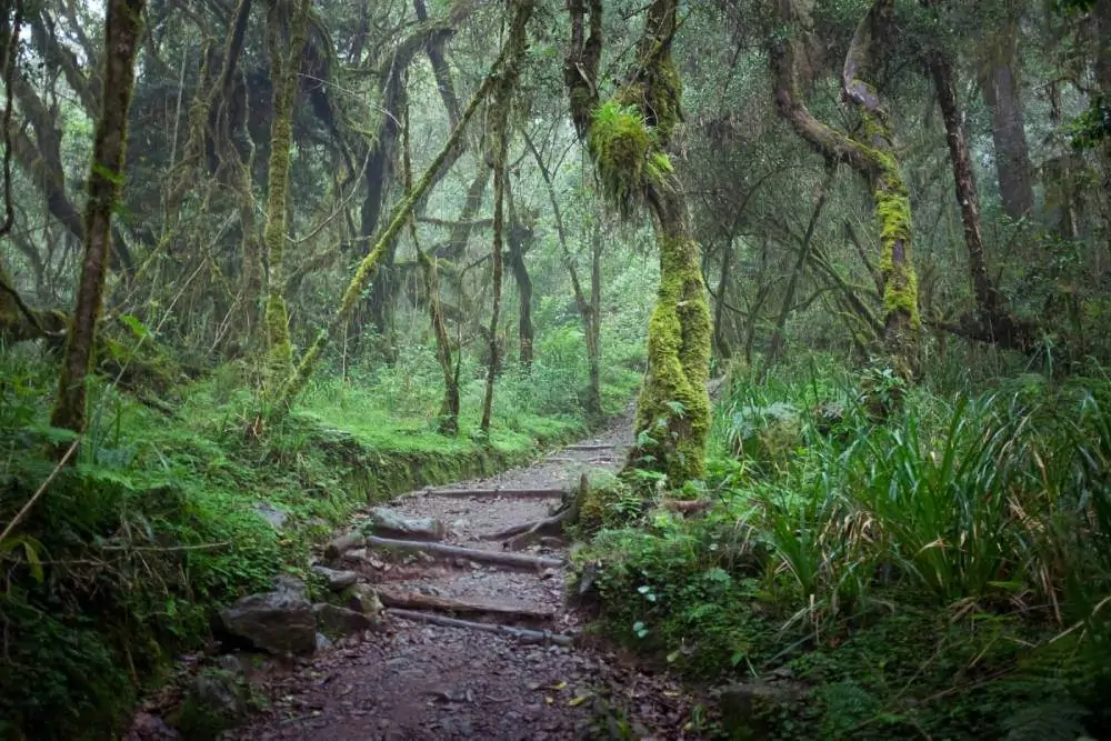 
Kilimanjaro mountain in africa